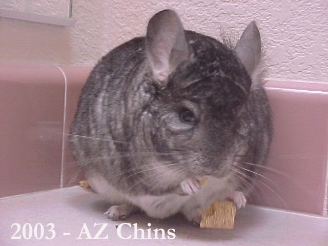 Thurston - Standard Grey Male