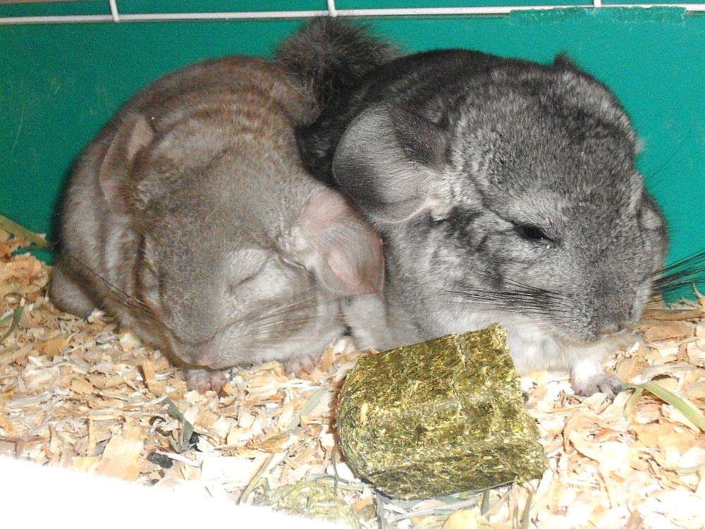 Tigerlily - Standard Grey Female