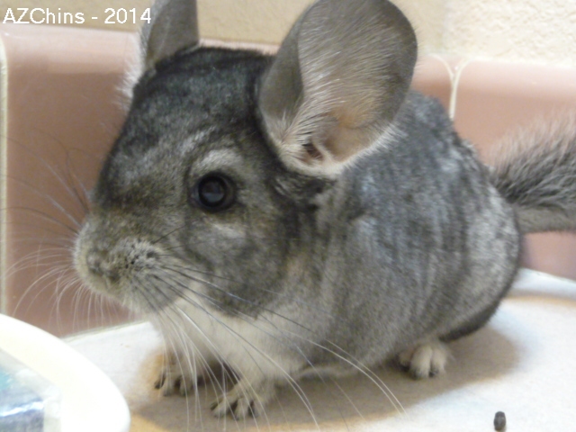 Toshie - Standard Grey Female