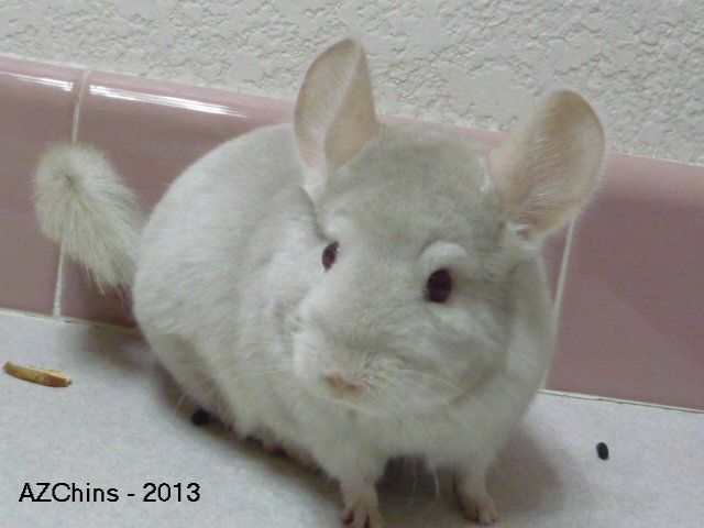 Treenie - Homozygous Beige Female