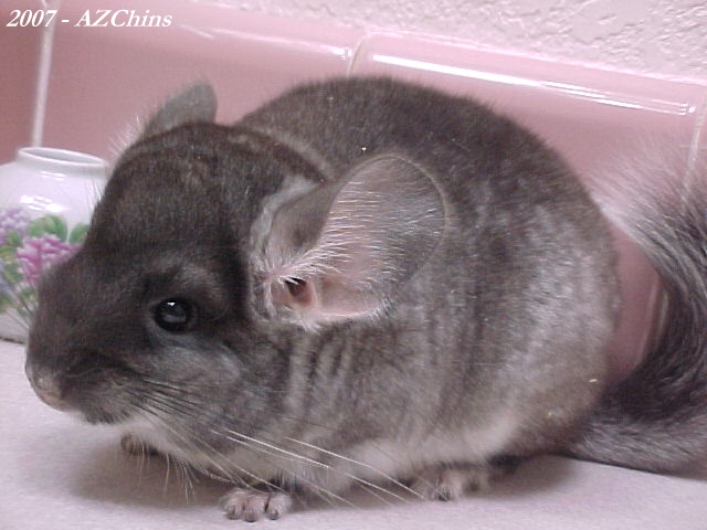 Velma - Black Velvet Female