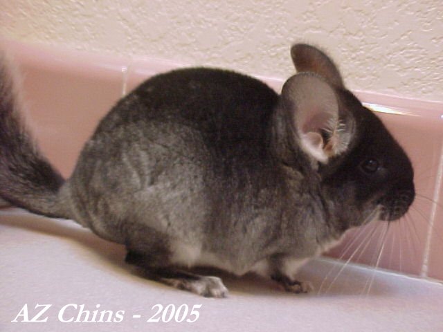 Vissie - Black Velvet Female