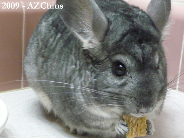 Vittia - Standard Grey Female