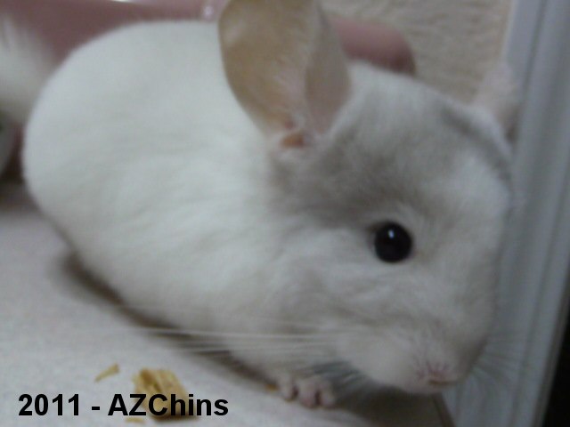 Wagsley - Pink White (TOV) Male