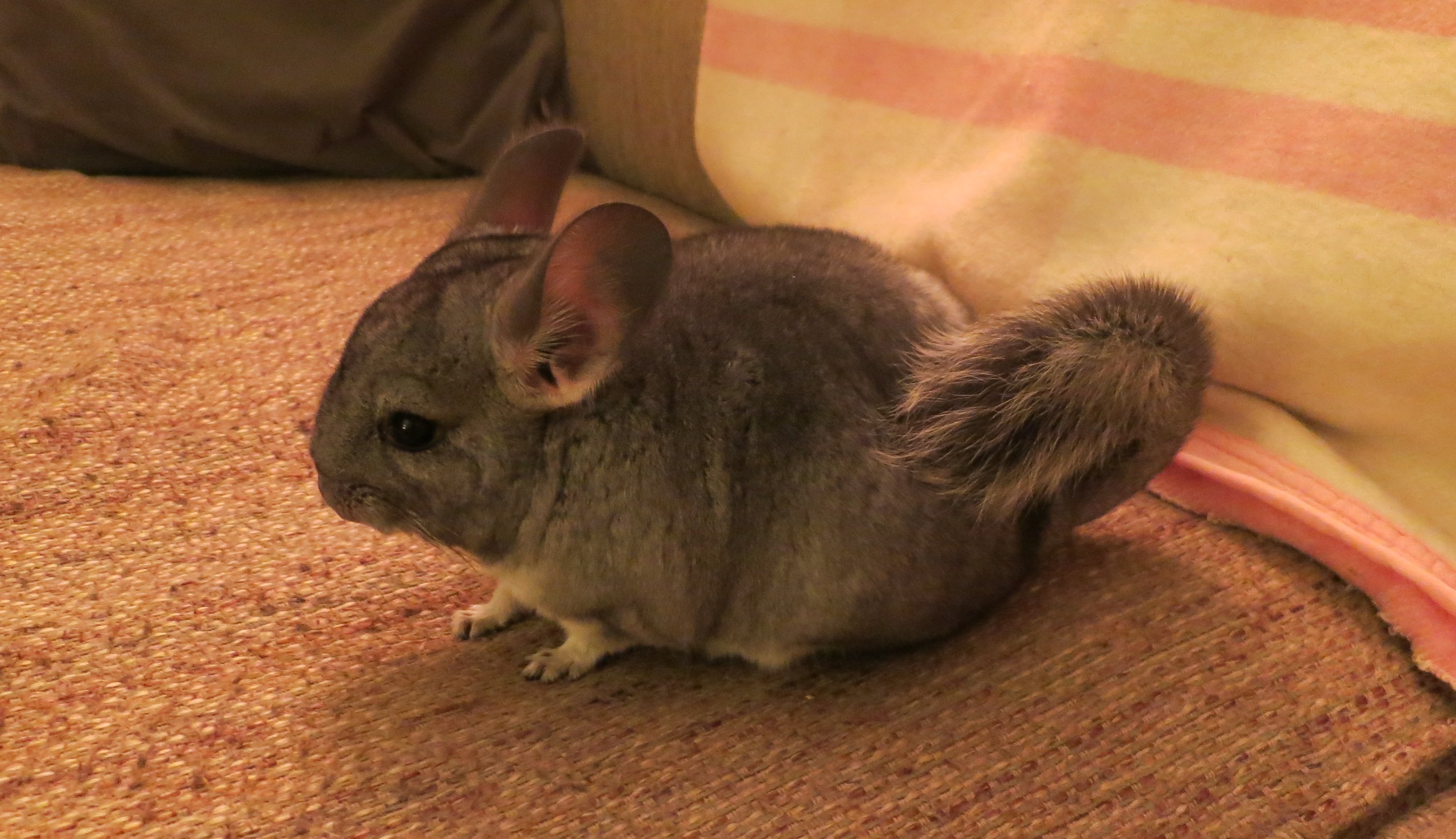 Wallace - Standard Grey Male