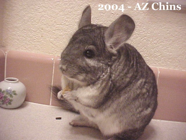 Wanda - Standard Grey Female