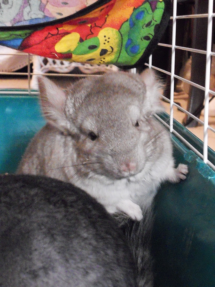 Wendy - Heterozygous Beige Female