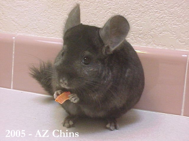 Whoopie - Heterozygous Ebony Female