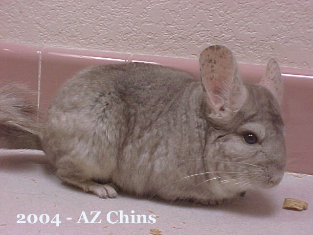 Willa - Heterozygous Beige Female