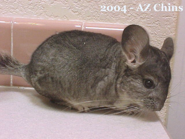 Willie - Standard Grey Male