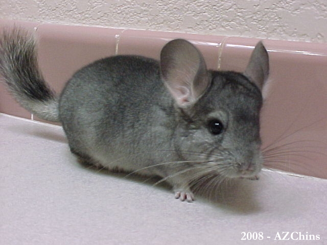 Willow - Standard Grey Female
