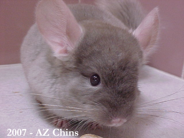 Winonah - Brown Velvet Female