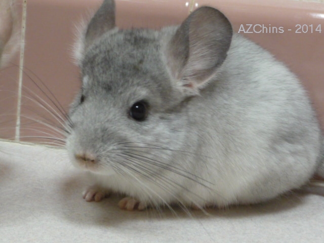 Wolf Haley Jr. - Silver Mosaic Female