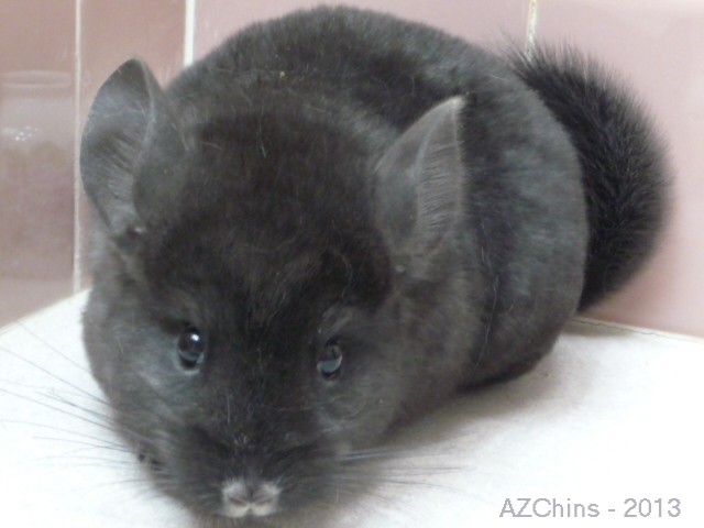Yang - Dark Ebony Male
