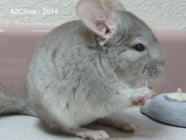 Yates - Heterozygous Beige Male