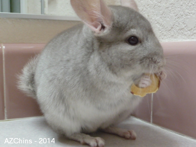 Yoshi - Heterozygous Beige Female