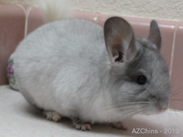 Zeus - TOV Mosaic Male