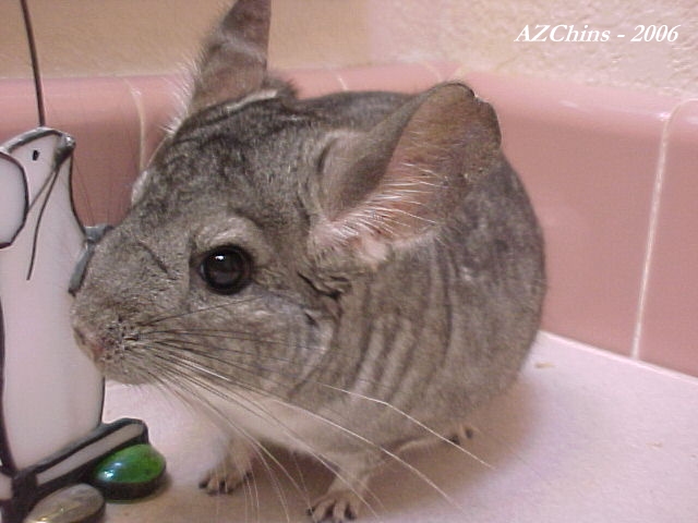 Zsa Zsa - Standard Grey Female