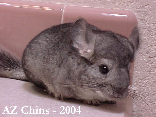 Annora - Standard Grey Female
