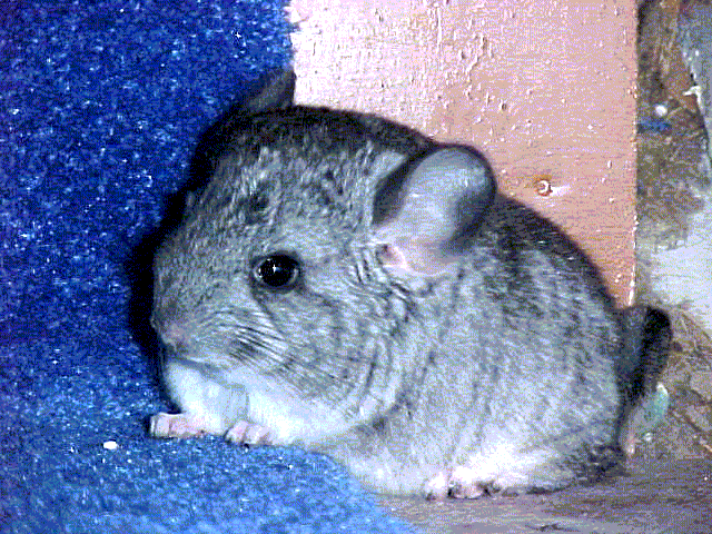 This is the only picture of Sven that I have left.