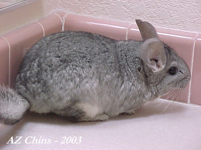 Chi Chi - Standard Grey Female
