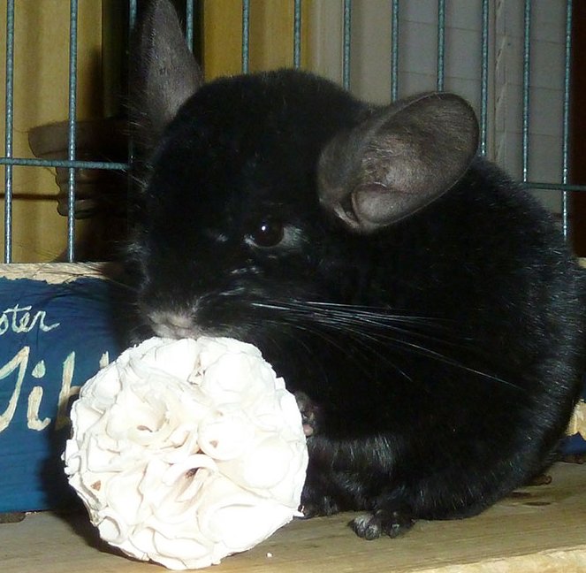 Solaballtibbs.jpg (77783 bytes)