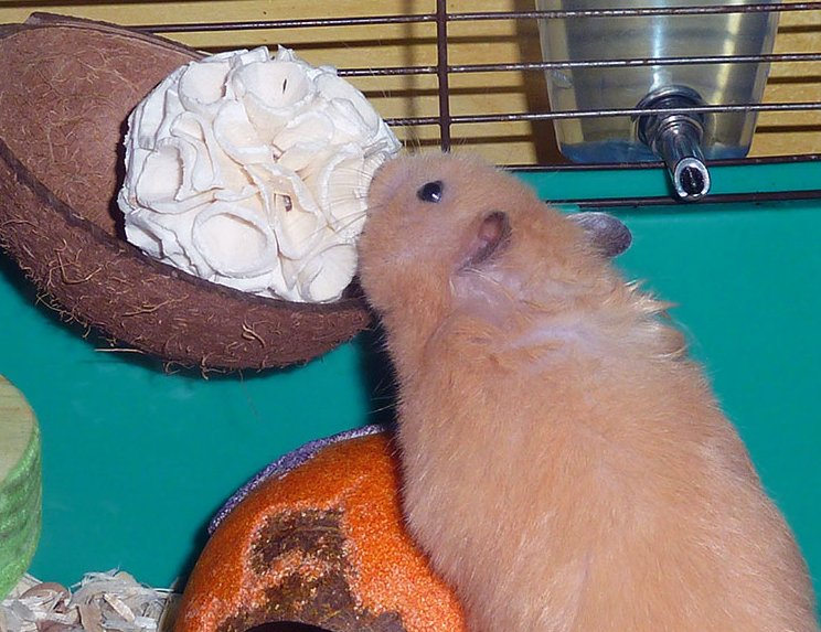 solaballhammie.jpg (100646 bytes)