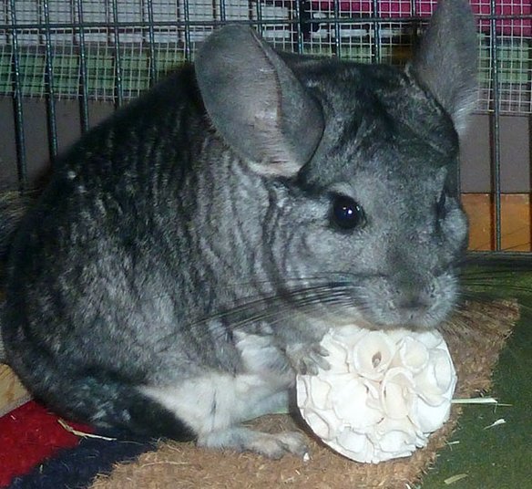 solaballhandbag.jpg (82948 bytes)