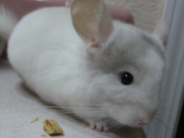 WelcomeChin2.jpg (27443 bytes)